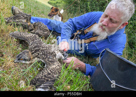 Klosterwalde, Deutschland. 21 Juni, 2018. 21.06.2018, Brandenburg, Klosterwalde: Paul Sommer, Leiter der Woblitz Naturschutz Bahnhof, hat drei junge fischadler (Pandion haliaetus) aus einem Nest nördlich von Templin in der Uckermark zu Ring und diese Umfrage. Dann die Tiere kamen zurück zum Nest. Foto: Patrick Pleul/dpa-Zentralbild/ZB | Verwendung weltweit/dpa/Alamy leben Nachrichten Stockfoto