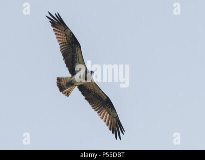 Klosterwalde, Deutschland. 21 Juni, 2018. 21.06.2018, Brandenburg, Klosterwalde: ein fischadler (Pandion haliaetus) fliegt in den Himmel über der Uckermark. Zuvor, Paul Sommer, Leiter der Woblitz Naturschutz Bahnhof, kletterte auf einen alten Stromrechnung und brachte drei junge fischadler (Pandion haliaetus) von einem dort nisten. Er hatte diese Beringt und vermessen und dann wieder in das Nest. Foto: Patrick Pleul/dpa-Zentralbild/ZB | Verwendung weltweit/dpa/Alamy leben Nachrichten Stockfoto