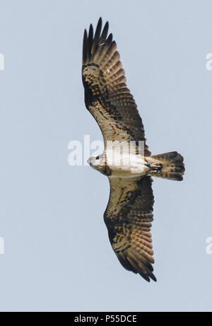 Klosterwalde, Deutschland. 21 Juni, 2018. 21.06.2018, Brandenburg, Klosterwalde: ein fischadler (Pandion haliaetus) fliegt in den Himmel über der Uckermark. Zuvor, Paul Sommer, Leiter der Woblitz Naturschutz Bahnhof, kletterte auf einen alten Stromrechnung und brachte drei junge fischadler (Pandion haliaetus) von einem dort nisten. Er hatte diese Beringt und vermessen und dann wieder in das Nest. Foto: Patrick Pleul/dpa-Zentralbild/ZB | Verwendung weltweit/dpa/Alamy leben Nachrichten Stockfoto