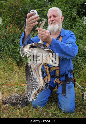 Klosterwalde, Deutschland. 21 Juni, 2018. 21.06.2018, Brandenburg, Klosterwalde: Paul Sommer, Leiter der Woblitz Naturschutz Bahnhof, hat drei junge fischadler (Pandion haliaetus) aus einem Nest nördlich von Templin in der Uckermark zu Ring und diese Umfrage. Hier hebt er das Gewicht eines der Tiere. Dann die Tiere kamen zurück zum Nest. Foto: Patrick Pleul/dpa-Zentralbild/ZB | Verwendung weltweit/dpa/Alamy leben Nachrichten Stockfoto