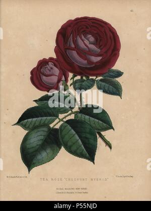 Hochrot und Mauve Cheshunt Hybrid Tea Rose''. Rosa gigantea, Rosa chinensis. Hybrid von George Paul der Paul & Sohn Baumschule eingeführt in Cheshunt, Hertfordshite.. Papierkörbe botanischen gezeichnet und Lithographiert von W. G. Smith von S.H. Dombrain's 'Floral Magazin "1872.. Worthington G. Smith (1835-1917), Architekt, Kupferstecher und Mykologen. Smith illustriert auch "Die Chronik der Gärtner." Henry Honywood Dombrain (1818-1905), geistlicher Gärtner, war Herausgeber der Zeitschrift 'Blumen' von 1862 bis 1873. Stockfoto