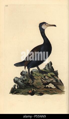 Kormoran, Phalacrocorax carbo. Papierkörbe Kupferstich erstellt und von Edward Donovan aus seinem eigenen "natürliche Geschichte der britischen Vögel" (1794-1819) eingraviert. Edward Donovan (1768-1837) war ein anglo-irischen Bewunderer der Zoologe, Schriftsteller, Künstler und Graveur. Er schrieb und illustrierte eine Reihe von Volumes auf Vögel, Fische, Muscheln und Insekten, sein eigenes Museum für Naturgeschichte in London eröffnet, aber später fiel er auf harte Zeiten und starb mittellos. Stockfoto