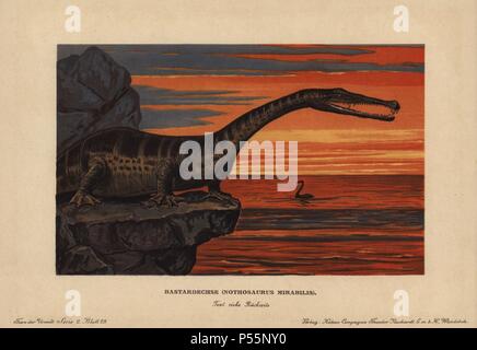 Nothosaurus mirabilis, erloschenen sauropterygian Reptil aus der Trias. Farbe gedruckt (chromolithograph) Illustration von F. John von "Tiere der Urwelt" Tiere der prähistorischen Welt, 1910, Hamburg. Aus einer Reihe von prähistorischen Kreaturen, die sich durch die reichardt Kakao Gesellschaft veröffentlicht. Stockfoto