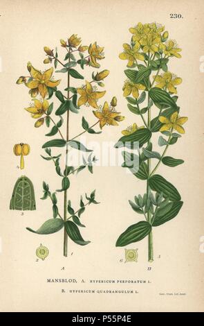 Johanniskraut, Hypericum perforatum, und St. Peter das Johanniskraut, Hypericum tetrapterum. Chromolithograph von Carl Lindman's 'Bilder ur Nordens Flora" (Bilder von Northern Flora), Stockholm, Wahlström & Widstrand, 1905. Lindman (1856-1928) war Professor für Botanik an der Schwedische Naturkundemuseum (Naturhistoriska Riksmuseet). Die chromolithographs wurden auf der Grundlage von Johan Wilhelm Palmstruch 'Svensk Botanik' (1802-1843). Stockfoto