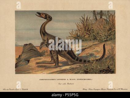 Compsognathus longipes, eine ausgestorbene Gattung von kleinen, Zweibeinigen, fleischfressende Theropode Saurier aus dem Jura. Farbe gedruckt (chromolithograph) Illustration von F. John von "Tiere der Urwelt" Tiere der prähistorischen Welt, 1910, Hamburg. Aus einer Reihe von prähistorischen Kreaturen, die sich durch die reichardt Kakao Gesellschaft veröffentlicht. Stockfoto