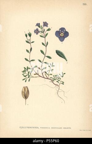 Rock speedwell, Veronica fruticans Crantz. Chromolithograph von Carl Lindman's 'Bilder ur Nordens Flora" (Bilder von Northern Flora), Stockholm, Wahlström & Widstrand, 1905. Lindman (1856-1928) war Professor für Botanik an der Schwedische Naturkundemuseum (Naturhistoriska Riksmuseet). Die chromolithographs wurden auf der Grundlage von Johan Wilhelm Palmstruch 'Svensk Botanik' (1802-1843). Stockfoto