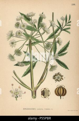 Cowbane oder nördlichen Wasser Schierling, Cicuta virosa. Chromolithograph von Carl Lindman's 'Bilder ur Nordens Flora" (Bilder von Northern Flora), Stockholm, Wahlström & Widstrand, 1905. Lindman (1856-1928) war Professor für Botanik an der Schwedische Naturkundemuseum (Naturhistoriska Riksmuseet). Die chromolithographs wurden auf der Grundlage von Johan Wilhelm Palmstruch 'Svensk Botanik' (1802-1843). Stockfoto