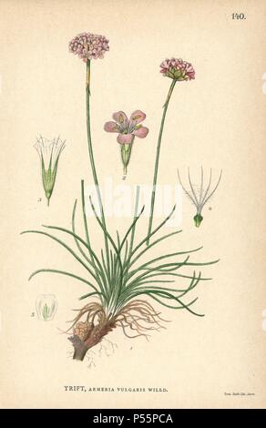 Meer Sparsamkeit, Armeria vulgaris Willd. Chromolithograph von Carl Lindman's 'Bilder ur Nordens Flora" (Bilder von Northern Flora), Stockholm, Wahlström & Widstrand, 1905. Lindman (1856-1928) war Professor für Botanik an der Schwedische Naturkundemuseum (Naturhistoriska Riksmuseet). Die chromolithographs wurden auf der Grundlage von Johan Wilhelm Palmstruch 'Svensk Botanik' (1802-1843). Stockfoto