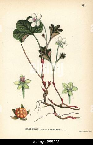 Moltebeeren, Rubus chamaemorus. Chromolithograph von Carl Lindman's 'Bilder ur Nordens Flora" (Bilder von Northern Flora), Stockholm, Wahlstrom & Widstrand, 1905. Lindman (1856-1928) war Professor für Botanik an der Schwedische Naturkundemuseum (Naturhistoriska Riksmuseet). Die chromolithographs wurden auf Johan Wilhelm Palmstruch 'Svensk Botanik basiert", 1802-1843. Stockfoto