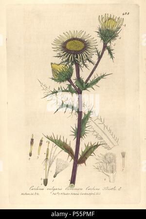 Gemeinsame Silberdistel, Carlina vulgaris. Papierkörbe Kupferplatte gezeichnet und von Charles Mathews von William Baxter's 'Britische Phaenogamous Botanik graviert", Oxford, 1841. Der Schotte William Baxter (1788-1871) war der Kurator der Oxford Botanischer Garten von 1813 bis 1854. Stockfoto