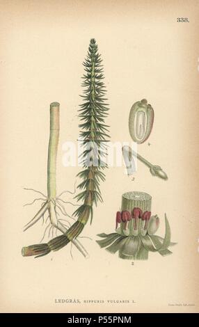 Die gemeinsamen mare Schwanz, Hippuris vulgaris. Chromolithograph von Carl Lindman's 'Bilder ur Nordens Flora" (Bilder von Northern Flora), Stockholm, Wahlstrom & Widstrand, 1905. Lindman (1856-1928) war Professor für Botanik an der Schwedische Naturkundemuseum (Naturhistoriska Riksmuseet). Die chromolithographs wurden auf Johan Wilhelm Palmstruch 'Svensk Botanik basiert", 1802-1843. Stockfoto