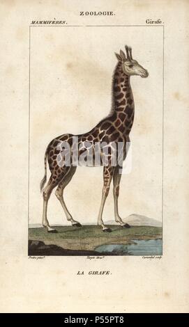 Giraffen, Giraffa Camelopardalis. Papierkörbe Kupferstich Walze Gravur von Frederic Cuvier 'dictionary der Naturwissenschaften: Säugetiere", Paris, Frankreich, 1816. Illustration von J. G. Pretre, gestochen von Carnonkel, unter der Regie von Pierre Jean-Francois Turpin, und veröffentlicht von F.G. Levrault. Jean Gabriel Pretre (17801845) war Maler der Naturgeschichte an der Kaiserin Josephine Zoo und wurde später Künstler im Museum für Naturkunde. Turpin (1775-1840) ist einer der größten französischen botanische Illustratoren des 19. Jahrhunderts angesehen. Stockfoto