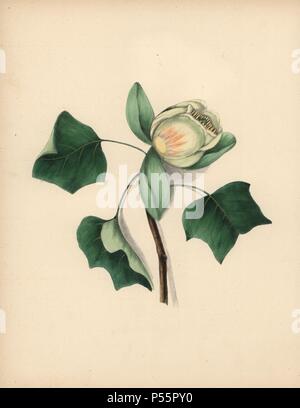 Tulip Tree Blossom. Liriodendron tulipifera. Illustration von Clarissa Badger, geborene Munger, von "wilde Blumen, gezeichnet und Farbige aus der Natur", New York, 1859. . Clarissa Munger (1806-1889) wurde in einer künstlerischen Familie im Osten Guilford, Connecticut geboren. Ihr Vater George war Graveur und Miniaturisten, und ihre Schwester Caroline gemalten Porträts. Clarissa heiratete Pastor Milton Dachses im Jahre 1828, und im Jahre 1848 veröffentlichte "Vergiss mich nicht" mit original Aquarelle, glaubte der Prototyp "wilde Blumen zu sein" (1859) mit 22 Lithographien und "floralen Schönheiten" (1867) mit 16 Platten. Stockfoto