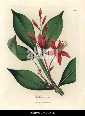 Rot blühenden bitter, quassia Quassia Amara. Papierkörbe Kupferstich aus botanischer Illustration von James Sowerby von William Woodville und Sir William Jackson Hooker 'Medizinische Botanik' 1832. Der unermüdliche Sowerby (1757-1822) zog über 2.500 Anlagen für Smith's Mammoth' Englisch Botanik" (1790-1814) und 440 Pilze für 'bunten Figuren der Englischen Pilze" (1797) unter vielen anderen Werken. Stockfoto