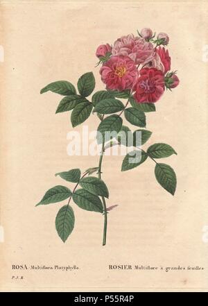 Blüte der klettern Sieben Schwestern Rosen, rosa und roten Blüten in einer Gruppe (Rosa multiflora Platyphylla).. Rosier Multiflore à Grandes feuilles. Von der Saat bis zur Großbritannien aus Japan eingeführt, bevor 1817 angehoben. Handcolorierte, Octavo - Größe Walze Kupferstich von Pierre Joseph Redoute "Les Roses" 1828. Stockfoto