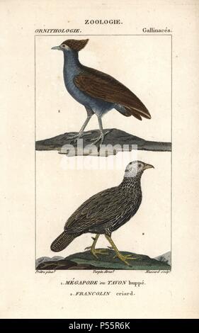 Scrubfowl (orange-footed scrubfowl, Megapodius reinwardt?) und Cape francolin, Pternistis capensis. Papierkörbe Kupferstich Walze Gravur von Dumont de Sainte-Croix 'dictionary für Naturwissenschaften: Ornithologie", Paris, Frankreich, 1816-1830. Illustration von J. G. Pretre, gestochen von Massard, unter der Regie von Pierre Jean-Francois Turpin, und veröffentlicht von F.G. Levrault. Jean Gabriel Pretre (17801845) war Maler der Naturgeschichte an der Kaiserin Josephine Zoo und wurde später Künstler im Museum für Naturkunde. Turpin (1775-1840) gilt als einer der größten französischen botanische Illustratoren Stockfoto