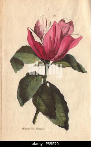 Purpur magnolia Magnolia purpurea, mit großen, violetten und weißen Blüten. Ein Eingeborener von China.. Illustration von Henrietta Moriarty von '50 Platten von Gewächshaus Pflanzen" (1807), ist eine Frage der eigenen 'Viridarium' (1806), mit handkoloriert Kupferstiche. Moriarty war ein Oberst Witwe, die auf das Schreiben von Romanen und illustriert, die botanische Bücher ihre vier Kinder zu unterstützen. Stockfoto