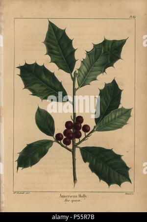 Blätter und Früchte der Amerikanischen Holly, Ilex opaca. Papierkörbe Walze Gravur aus botanischer Illustration von Henri Joseph Redoute, graviert auf Kupfer von Gabriel, von Norden Francois André Michaux' amerikanischen Sylva", Philadelphia, 1857. Der französische Botaniker Michaux (1770-1855) untersuchten, Amerika und Kanada 1785 Katalogisierung der einheimische Bäume. Stockfoto