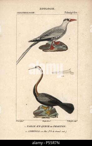 Red-billed tropicbird, Phaethon aethereus und orientalischen oder indische Darter, Anhinga melanogaster. Papierkörbe Kupferstich Walze Gravur von Dumont de Sainte-Croix 'dictionary für Naturwissenschaften: Ornithologie", Paris, Frankreich, 1816-1830. Illustration von J. G. Pretre, gestochen von V. Plee jr., unter der Regie von Pierre Jean-Francois Turpin, und veröffentlicht von F.G. Levrault. Jean Gabriel Pretre (17801845) war Maler der Naturgeschichte an der Kaiserin Josephine Zoo und wurde später Künstler im Museum für Naturkunde. Turpin (1775-1840) gilt als einer der größten französischen botanische Illustratoren Stockfoto