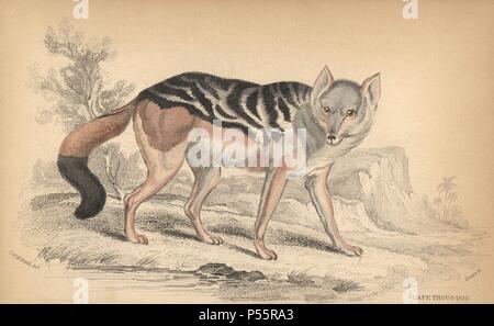 Black-backed Jackal, Canis mesomelas. Papierkörbe Gravur auf Stahl von William Lizars aus einer Zeichnung von Oberst Charles Hamilton Smith von Sir William Jardine's" des Naturforschers Bibliothek: Hunde" von W. H. Lizars, Edinburgh, 1839 veröffentlicht. Stockfoto