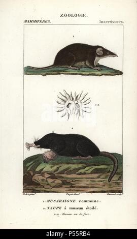 Gemeinsame Spitzmaus, Sorex araneus und Star-gerochene Mole, Condylura cristata. Papierkörbe Kupferstich Walze Gravur von Frederic Cuvier 'dictionary der Naturwissenschaften: Säugetiere", Paris, Frankreich, 1816. Illustration von J. G. Pretre, gestochen von Massard, unter der Regie von Pierre Jean-Francois Turpin, und veröffentlicht von F.G. Levrault. Jean Gabriel Pretre (17801845) war Maler der Naturgeschichte an der Kaiserin Josephine Zoo und wurde später Künstler im Museum für Naturkunde. Turpin (1775-1840) ist einer der größten französischen botanische Illustratoren des 19. Jahrhunderts angesehen. Stockfoto