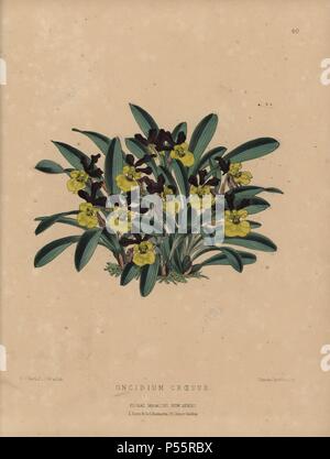 Reich blühend oncidium Orchideen mit Säure gelben und braunen Blumen.. Oncidium Krösus. Papierkörbe botanischen gezeichnet und Lithographiert von W. G. Smith von S.H. Dombrain's 'Floral Magazin "1872.. Worthington G. Smith (1835-1917), Architekt, Kupferstecher und Mykologen. Smith illustriert auch "Die Chronik der Gärtner." Henry Honywood Dombrain (1818-1905), geistlicher Gärtner, war Herausgeber der Zeitschrift 'Blumen' von 1862 bis 1873. Stockfoto