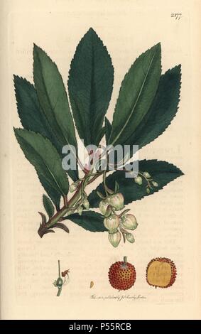 Erdbeerbaum, Arbutus unedo. Papierkörbe Kupferstich aus einer Zeichnung von James Sowerby für Smith's 'Englisch Botanik", London, 1812. Sowerby war ein unermüdlicher Illustrator der natürlichen Geschichte Bücher und Illustrierte Bücher über Botanik, Mykologie, conchology und Geologie. Stockfoto