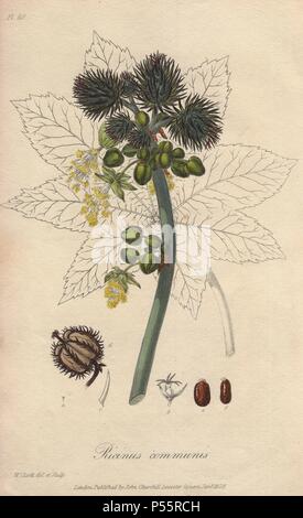 Rizinus, Ricinus communis. Papierkörbe botanischen Abbildung gezeichnet und auf Stahl von William Clark von John Stephenson und James Morss Churchill's 'Medizinische Botanik: oder Abbildungen und Beschreibungen der Heilpflanzen der London, Edinburgh und Dublin Arzneibüchern graviert, 'John Churchill, London, 1831. William Clark war ehemaliger Verfasser des Londoner Gartenbaugesellschaft und illustriert viele botanische Bücher, die in den 1820er und 1830er Jahren. Stockfoto