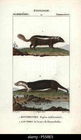 Nicht identifizierte Arten von Skunk, (Conepatus semistriatus?) und Sea Otter, Enhydra lutris (gefährdet). Papierkörbe Kupferstich Walze Gravur von Frederic Cuvier 'dictionary der Naturwissenschaften: Säugetiere", Paris, Frankreich, 1816. Illustration von J. G. Pretre, gestochen von Guyard, unter der Regie von Pierre Jean-Francois Turpin, und veröffentlicht von F.G. Levrault. Jean Gabriel Pretre (17801845) war Maler der Naturgeschichte an der Kaiserin Josephine Zoo und wurde später Künstler im Museum für Naturkunde. Turpin (1775-1840) gilt als einer der größten französischen botanische Illustratoren des 19 Cent Stockfoto