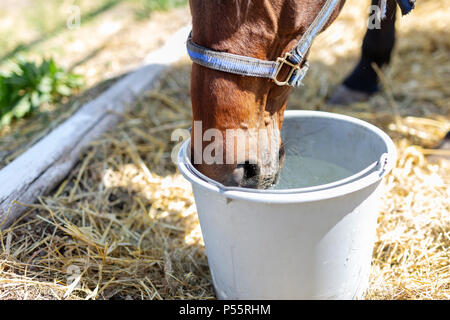 Schöne braune Thoroughbredpferd Trinkwasser von der Schaufel. Durst während der heißen Sommertag. Durstige Tiere auf dem Bauernhof. Stockfoto