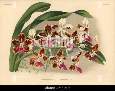 Tenebrosa Vielzahl von Vanda tricolor hybrid Orchid. Botanische Illustration in chromolithograph von Lucien Linden's 'Lindenia, Iconographie des Orchidees", Brüssel, 1903. Stockfoto