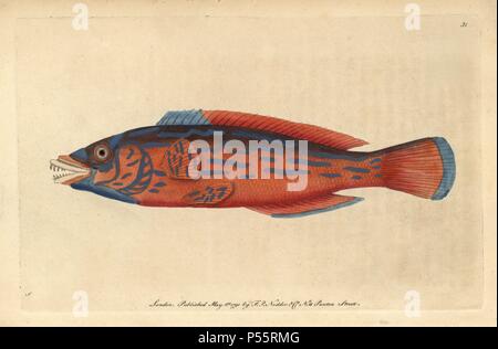 Schöne sparus, Rot sparus oder gestreifte Lippfisch, Kuckuck lippfisch. Labrus, L. bimaculatus Mixtus (Sparus formosus). Abbildung: signierte S (George Shaw).. Papierkörbe Kupferstich von George Shaw und Frederick nodder's 'Verschiedenes' 1790 der Naturforscher. Frederick Polydore Nodder (17511801?) war ein begnadeter Natural history Artist und Graveur. Nodder seine Zeichenkunst arbeiten an Captain Cook und Joseph Banks' Florilegium und Gravur Sydney Parkinson Skizzen der australische Pflanzen verfeinert. Er war 'botanischen Maler an Ihre Majestät Königin Charlotte" im Jahr 1785. Nodder zeichnete auch die Botanischen Stockfoto