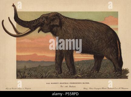 Mammuts, Mammuthus primigenius, Elephas primigenius Blumb. Farbe gedruckt (chromolithograph) Illustration von F. John von "Tiere der Urwelt" Tiere der prähistorischen Welt, 1910, Hamburg. Aus einer Reihe von prähistorischen Kreaturen, die sich durch die reichardt Kakao Gesellschaft veröffentlicht. Stockfoto