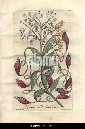 Tropischen Kannenpflanze (Nepenthes distilatoria).. . Fleischfressende Pflanze, auch bekannt als die Flagon Blatt oder Affe Cup (angeblich weil Affen trinken Regenwasser aus dem Krüge).. . Papierkörbe Kupferstich von majoli von John Hill's "Jahrzehnt der neugierig und elegante Bäume und Pflanzen" (1786). Es hatte zunächst in London im Jahre 1773 veröffentlicht worden. Die neue Ausgabe hatte 10 Handkolorierte botanischen Platten durch S. Maioli (majoli) von Giuseppe Bianchi graviert und ungewöhnliche Pflanzen, wie etwa fleischfressende Schlauchpflanzen und Venus flytraps dargestellt, zum ersten Mal. Stockfoto