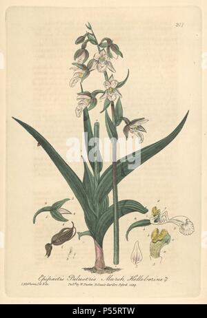 Marsh, helleborine Epipactis palustris. Papierkörbe Kupferplatte gezeichnet und von Charles Mathews von William Baxter's 'Britische Phaenogamous Botanik graviert", Oxford, 1839. Der Schotte William Baxter (1788-1871) war der Kurator der Oxford Botanischer Garten von 1813 bis 1854. Stockfoto