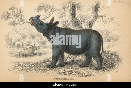 Sumatra Nashörner, Dicerorhinus sumatrensis, akut gefährdet. Papierkörbe Gravur auf Stahl von William Lizars aus einer Zeichnung von James Stewart von Sir William Jardine's" des Naturforschers Bibliothek: Mammalia, Pachydermes oder Thick-Skinned Vierbeiner" von W. H. Lizars, Edinburgh, 1836 veröffentlicht. Stockfoto