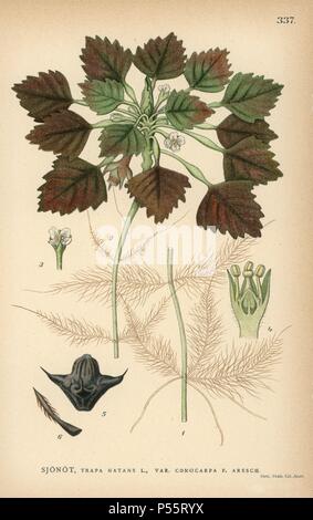 Wasser caltrop, Trapa natans var. conocarpa F. Aresch. Chromolithograph von Carl Lindman's 'Bilder ur Nordens Flora" (Bilder von Northern Flora), Stockholm, Wahlstrom & Widstrand, 1905. Lindman (1856-1928) war Professor für Botanik an der Schwedische Naturkundemuseum (Naturhistoriska Riksmuseet). Die chromolithographs wurden auf Johan Wilhelm Palmstruch 'Svensk Botanik basiert", 1802-1843. Stockfoto