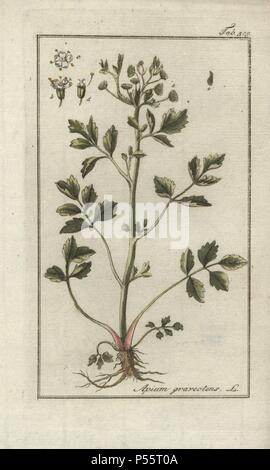 Sellerie oder Knollensellerie, apium graveolens. Papierkörbe Kupferstich botanischen Gravur von Johannes Zorn's 'Afbeelding der Artseny-Gewassen", Jan Christiaan Sepp, Amsterdam, 1796. Zorn zuerst veröffentlicht seine medizinischen Botanik in Nürnberg im Jahr 1780 illustriert mit 500 Platten und eine niederländische Ausgabe, gefolgt 1796 von J.C. veröffentlicht. Sepp mit einem zusätzlichen 100 Platten. Zorn (1739-1799) war ein deutscher Apotheker und Botaniker, der medizinische Pflanzen aus ganz Europa für seinen "Icones plantarum medicinalium" für Apotheker und Ärzte gesammelt. Stockfoto