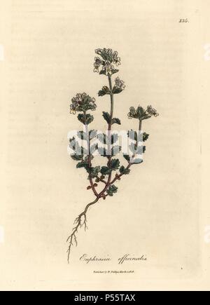 Gemeinsame Augentrost, Euphrasia officinalis. Papierkörbe Kupferstich aus botanischer Illustration von James Sowerby von William Woodville und Sir William Jackson Hooker 'Medizinische Botanik, 'John Bohn, London, 1832. Der unermüdliche Sowerby (1757-1822) zog sich über 2 500 Pflanzen für Smith's Mammoth' Englisch Botanik" (1790-1814) und 440 Pilze für 'bunten Figuren der Englischen Pilze" (1797) unter vielen anderen Werken. Stockfoto