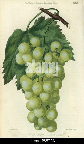Grüne Trauben, Rebe und Blatt der Weißen oder gemeinsamen Muscadine Traube, Vitis rotundifolia. Hand - farbige Abbildung von Edwin Dalton Smith gestochen von F.W. Smith von Charles McIntosh's 'Flora und Pomona' 1829. McIntosh (1794-1864) war ein schottischer Gärtner zu europäischen Adels- und Königshäusern und Autor zahlreicher Buch auf Gartenarbeit. E.D. Smith war ein botanischer Künstler, der für Robert Süß, Benjamin Maund, etc. zeichnete Stockfoto