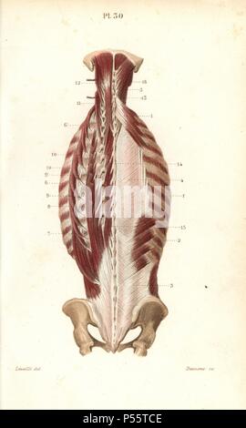 Inneren Muskeln des Rückens. Papierkörbe Stahlstich von davesne einer Zeichnung von leveille von Dr. Joseph Nicolas Masse 'Petit Atlas complet d'Anatomie beschreibende du Corps Humain", Paris, 1864, herausgegeben von Mequignon-Marvis. Die Masse 'Pocket Anatomie des menschlichen Körpers" wurde erstmals 1848 veröffentlicht und ging durch viele Ausgaben. Stockfoto