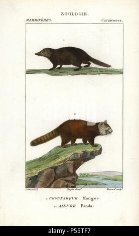 Kusimanse, Crossarchus obscurus, und Roter Panda oder leuchtende Katze, Ailurus fulgens (anfällig). Papierkörbe Kupferstich Walze Gravur von Frederic Cuvier 'dictionary der Naturwissenschaften: Säugetiere", Paris, Frankreich, 1816. Illustration von J. G. Pretre, gestochen von Massard, unter der Regie von Pierre Jean-Francois Turpin, und veröffentlicht von F.G. Levrault. Jean Gabriel Pretre (17801845) war Maler der Naturgeschichte an der Kaiserin Josephine Zoo und wurde später Künstler im Museum für Naturkunde. Turpin (1775-1840) ist einer der größten französischen botanische Illustratoren des 19. Jahrhunderts angesehen. Stockfoto