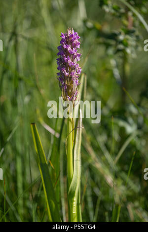 Gemeinsame gefleckte Knabenkraut, Dactylorhiza fuchsii, in Blüte Ende Mai auf einem buckinghamshire Heide, Hochformat Stockfoto