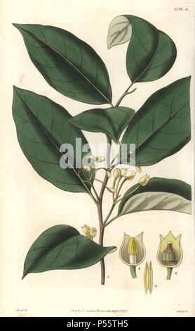 Myristica officinalis oder Myristica fragrans. . Aromatische, oder die wahre Muskatnuss Baum. Zweig der männlichen Baum, und Teile der männlichen und weiblichen Blüten. . Illustration von WJ Hooker, durch Schwan eingraviert. Papierkörbe Kupferstich von William Curtis's "Botanical Magazine" 1827.. . William Jackson Hooker (1785-1865) war ein englischer Botaniker, Schriftsteller und Künstler. Er war Regius Professor für Botanik an der Glasgow University und Herausgeber von Curtis'' Botanical Magazine" von 1827 bis 1865. 1841 wurde er zum Direktor der Royal Botanic Gardens in Kew, und wurde von seinem Sohn Joseph Dalt gelungen Stockfoto