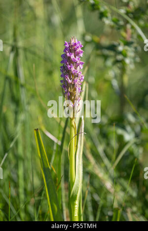 Gemeinsame gefleckte Knabenkraut, Dactylorhiza fuchsii, in Blüte Ende Mai auf einem buckinghamshire Heide, Hochformat Stockfoto