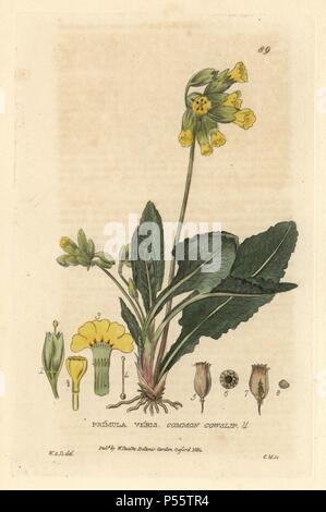 Gemeinsame Schlüsselblume, Primula Veris. Papierkörbe Kupferstich von Charles Mathews einer Zeichnung von William Delamotte von William Baxter's 'Britische Phaenogamous Botanik' 1834. Der Schotte William Baxter (1788-1871) war der Kurator der Oxford Botanischer Garten von 1813 bis 1854. Stockfoto