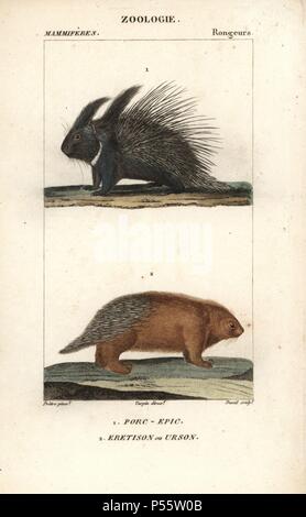 Gewöhnliches Stachelschwein, Hystrix cristata und urson oder North American Porcupine, Erethizon dorsatum. Papierkörbe Kupferstich Walze Gravur von Frederic Cuvier 'dictionary der Naturwissenschaften: Säugetiere", Paris, Frankreich, 1816. Illustration von J. G. Pretre, gestochen von David, Regie: Pierre Jean-Francois Turpin, und veröffentlicht von F.G. Levrault. Jean Gabriel Pretre (17801845) war Maler der Naturgeschichte an der Kaiserin Josephine Zoo und wurde später Künstler im Museum für Naturkunde. Turpin (1775-1840) ist einer der größten französischen botanische Illustratoren des 19. Jahrhunderts angesehen. Stockfoto