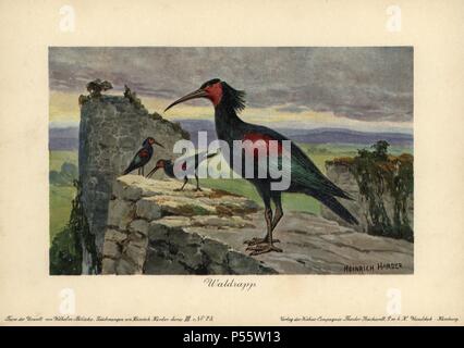 Geronticus balcanicus, ancestral Form der Northern Bald Ibis, Einsiedler Ibis, oder Waldrapp (Geronticus eremita). Farbe gedruckt (chromolithograph) Darstellung von Heinrich Härter von "Tiere der Urwelt" Tiere der prähistorischen Welt, 1916, Hamburg. Heinrich Harder (1858-1935) war ein deutscher Landschaftsmaler und Buchillustratorin. Aus einer Reihe von prähistorischen Kreaturen, die sich durch die reichardt Kakao Gesellschaft veröffentlicht. Natürliche Historiker Wilhelm Bolsche schrieb den beschreibenden Text. Stockfoto