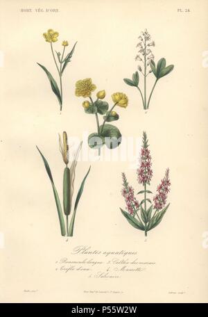 Fünf Wasserpflanzen einschließlich einer stärkeren Gelb spearwort (Ranunculus Lingua), Weißklee (Trifolium repens), gelbe Sumpfdotterblume (Caltha palustris), Rohrkolben (Typha latifolia) und blutweiderich (Lythrum salicaria). . . Plantes Aquatiques Renoncule Langue: 1) 2) 3) Caltha Trefle Dicau des Marais 4) Salicaire Massette 5). . Papierkörbe Lithographie von Edouard Maubert aus Herincq's 'Le Regne Vegetal' 1865 gezeichnet. Stockfoto