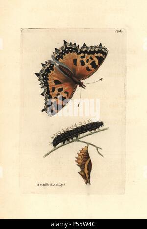 Große schildpatt Schmetterling, Nymphalis polychloros. Abbildung gezeichnet und von Richard Polydore Nodder eingraviert. Papierkörbe Kupferstich von George Shaw und Frederick nodder's" des Naturforschers Miscellany" 1812. Die meisten der 1.064 Abbildungen von Tieren, Vögeln, Insekten, Krebstiere, Fische, Meerestiere und mikroskopische Kreaturen für Miscellany der Naturforscher wurden von George Shaw und Frederick Nodder und Richard Nodder, und gravierte ausgearbeitet und von den Nodder Familie veröffentlicht. Friedrich zeichnete und gravierte viele Der kupferstiche bis zu seinem Tod um 1800, und Sohn Richard (17741823) Wa Stockfoto